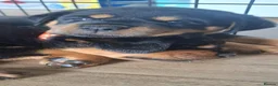 Rottweiler dogs for sale: Courageous, Intelligent & Devoted Rottweilers in Hull - Advert 12