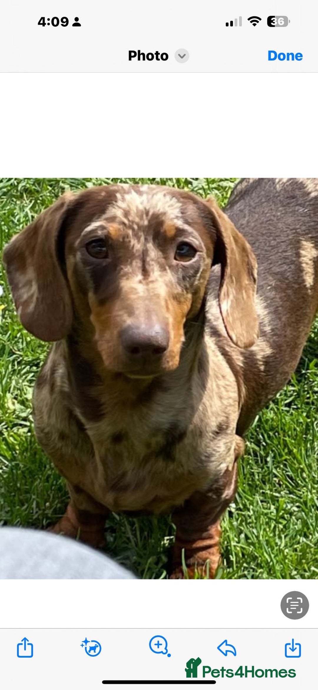 Dachshund dogs for stud: Beautiful boy stud - Advert 2