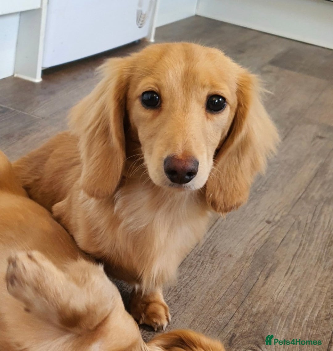 Miniature Dachshund dogs for stud: Beautiful KC Mini Long.H Full Eng. Cream Stud 🤍🐾 - Image 12