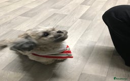 Shih Tzu dogs for sale: Buddy miniature shih tzu  - Image 3