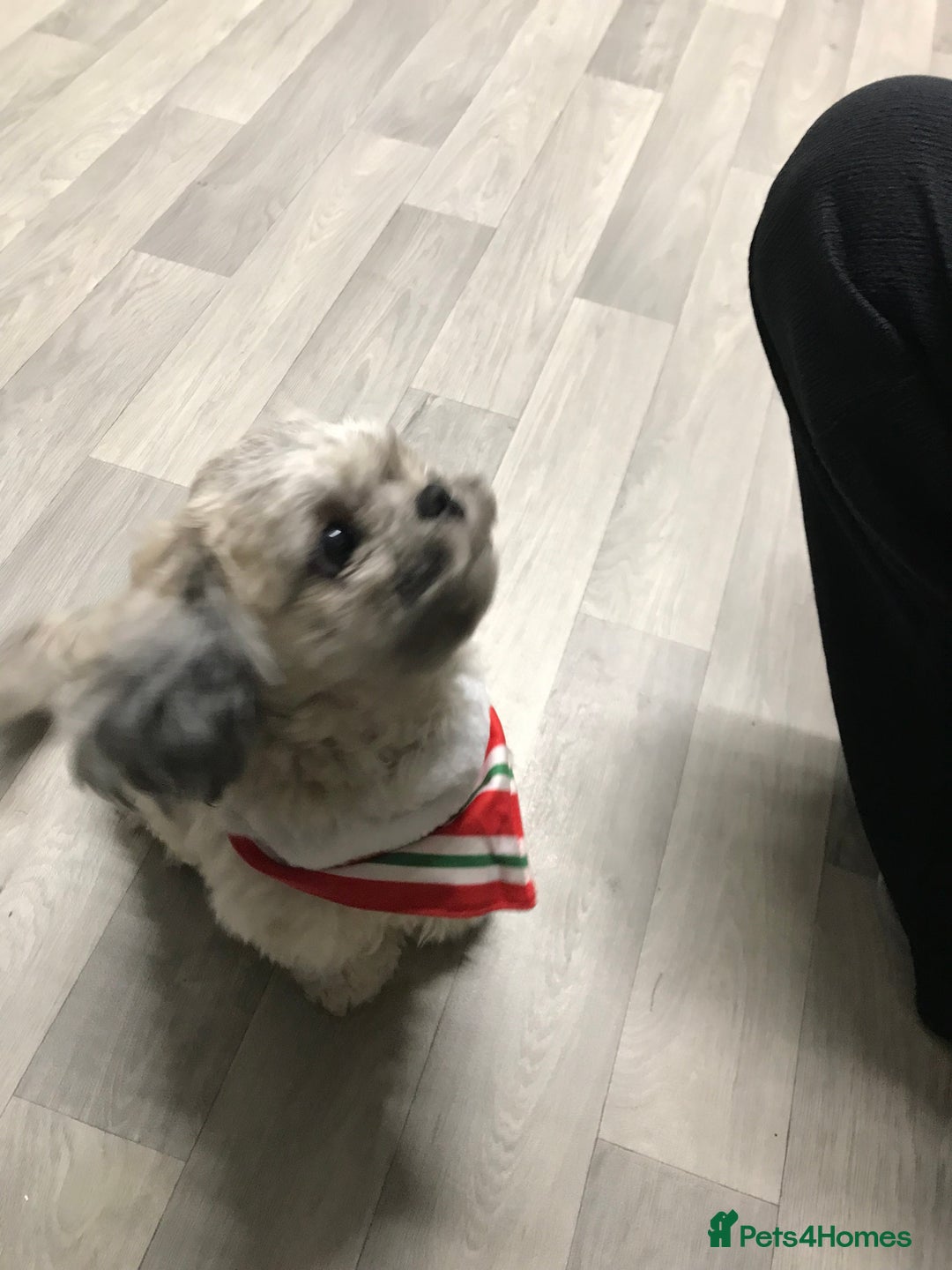 Shih Tzu dogs for sale: Buddy miniature shih tzu  - Image 3