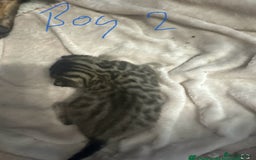 Bengal cats for sale: Bengal cross Maine coon - Image 11