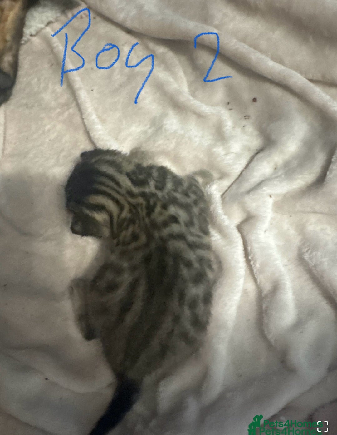 Bengal cats for sale: Bengal cross Maine coon - Image 11