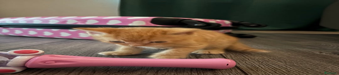 Maine Coon Kitten 5