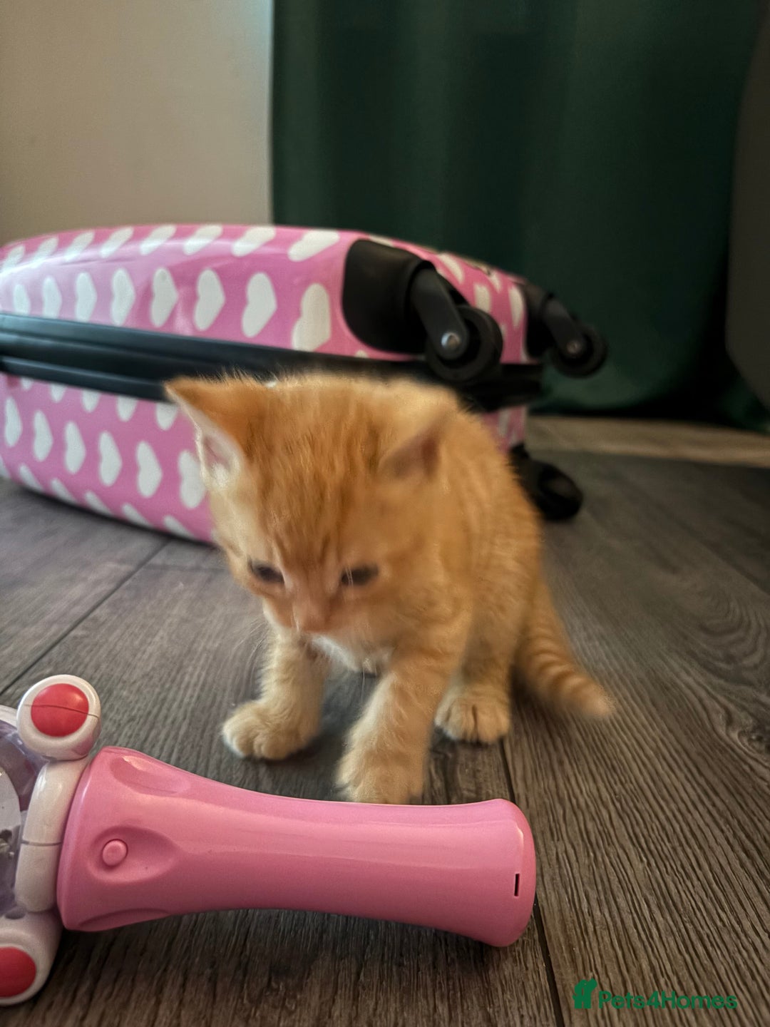 Maine Coon cats for sale: Kitten for sale £200 - Image 6