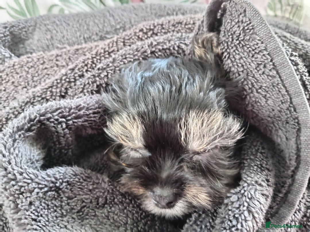 Chorkie dogs for sale: Chorkie puppy  - Advert 5