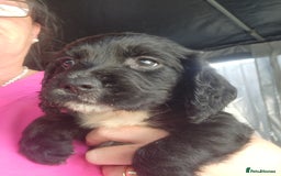 Sprocker dogs for sale: SPROCKER PUPPIES  - Image 18