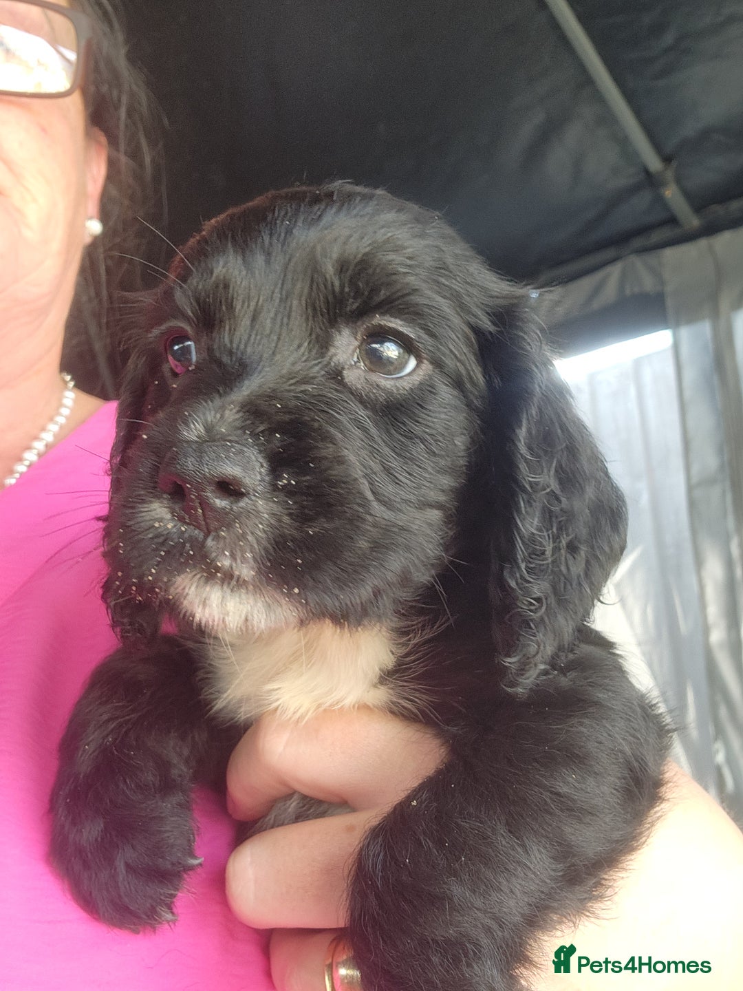 Sprocker dogs for sale: SPROCKER PUPPIES  - Image 18