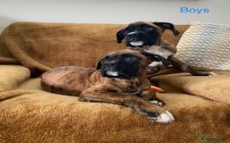 Boxer dogs for sale: KC Registered Boxer puppies  - Image 8