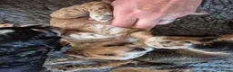 Cockapoo dogs for sale: 🐾 Beautiful F1 Cockapoo Puppies 🐾  - Advert 8