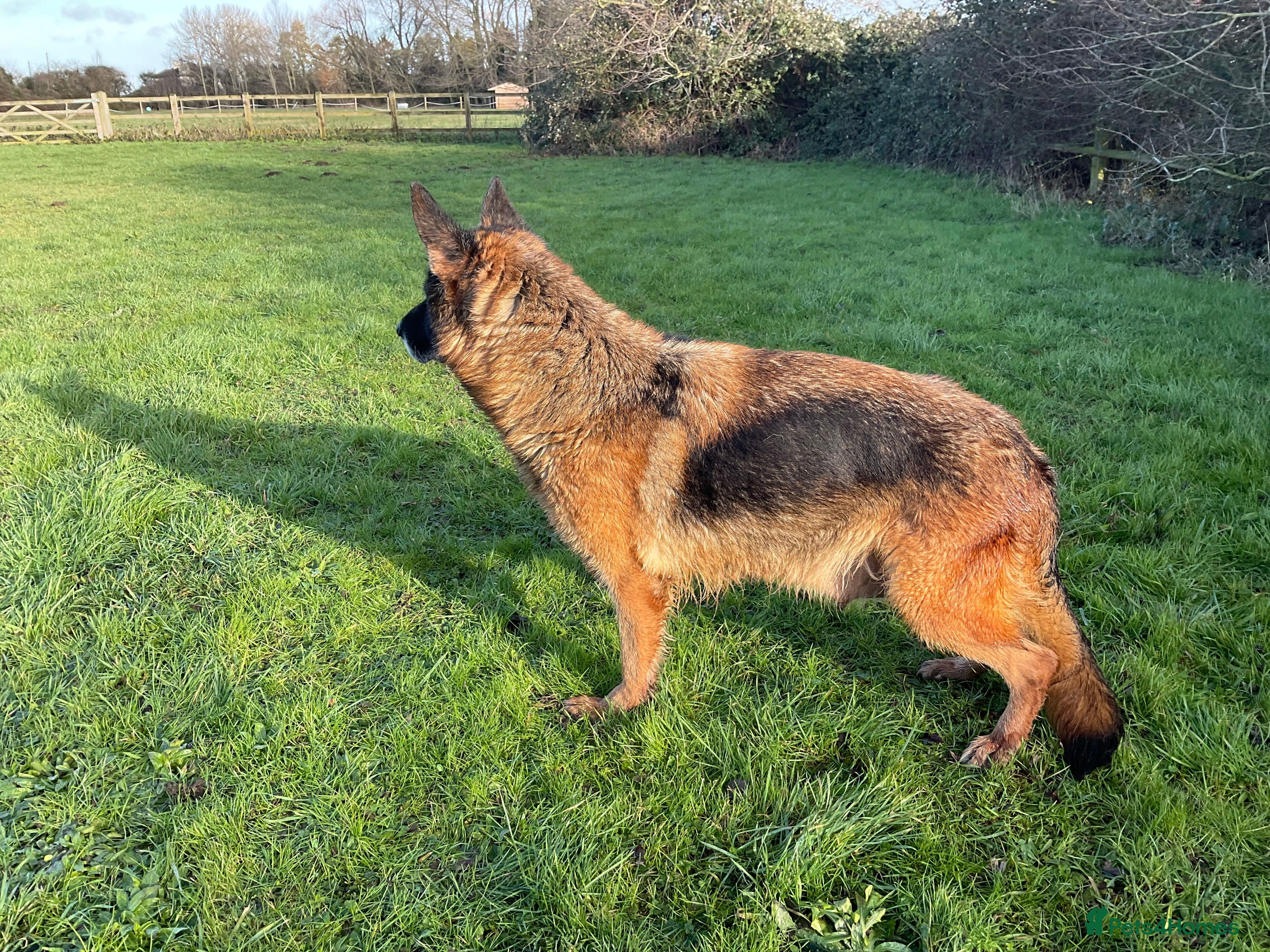 German Shepherd dogs 1 retired bitche looking for a loving home  - Advert 8