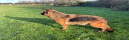 German Shepherd dogs for sale: 2 retired bitches looking for a loving home  - Advert 2