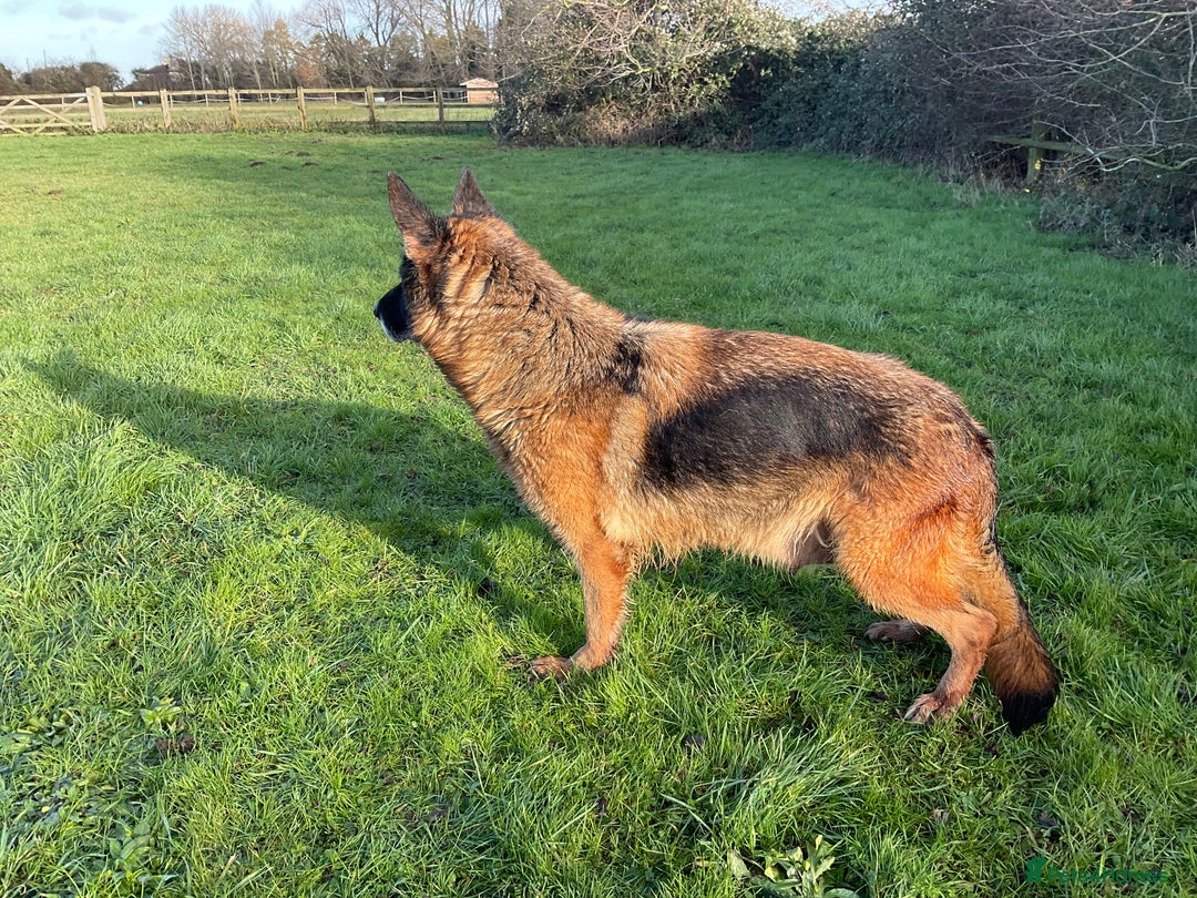 German Shepherd dogs for sale: 2 retired bitches looking for a loving home  - Advert 2