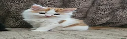 Mixed Breed cats for sale: Four Adorable Little Kittens Full of Personality - Advert 40