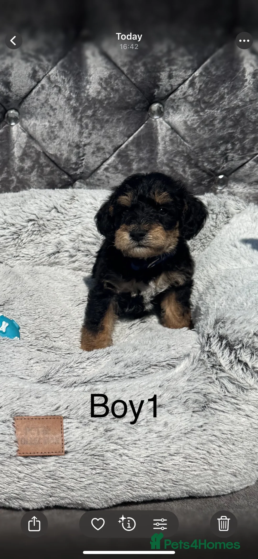 Schnoodle dogs for sale: Stunning ready the week of the school holidays  in Worcester - Advert 1