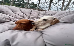 Miniature Dachshund dogs for sale: Kc registered miniature dachshunds  - Image 22