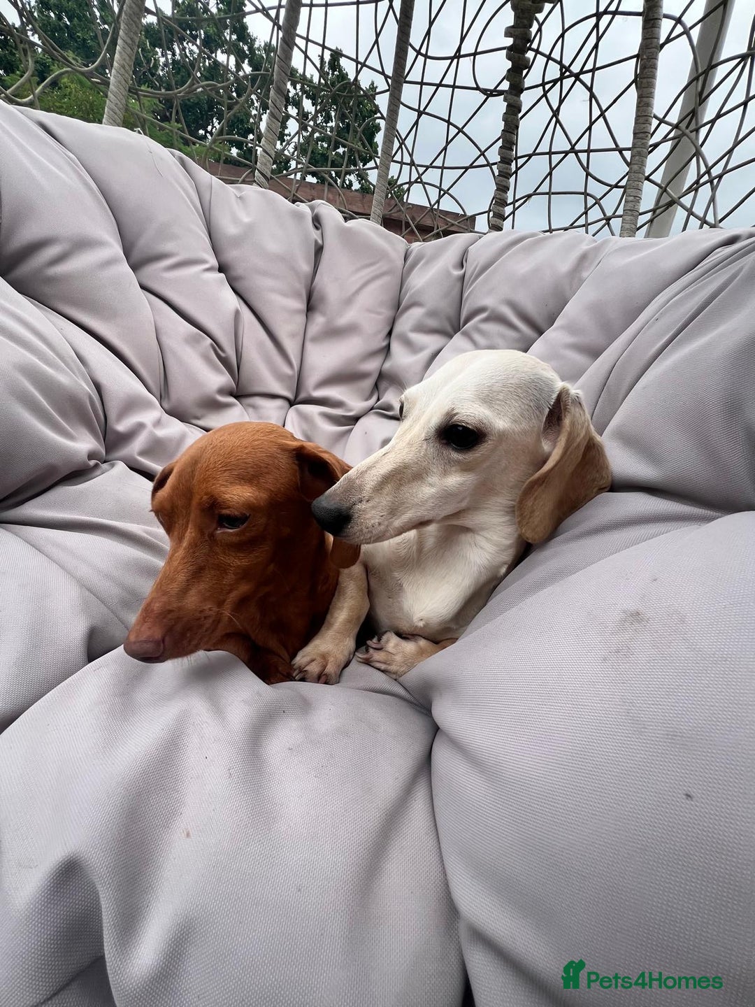 Miniature Dachshund dogs for sale: Kc registered miniature dachshunds  - Image 22