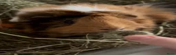 Guinea Pig rodents for sale: 2 gorgeous females for sale  in Wrexham - Advert 3