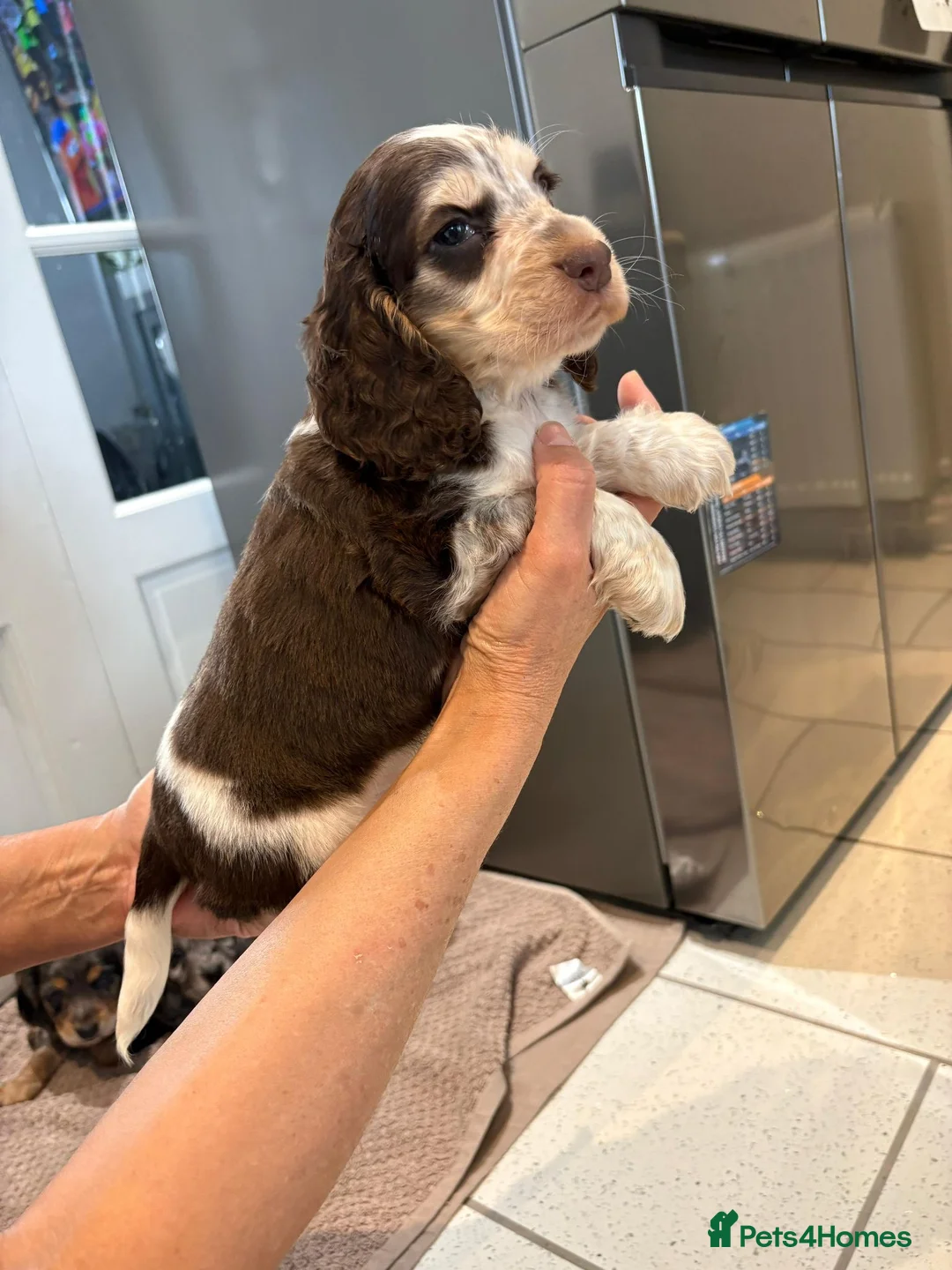 Cocker Spaniel dogs for sale: 100% Pedigree full show type DNA health tested  in Worksop - Advert 2