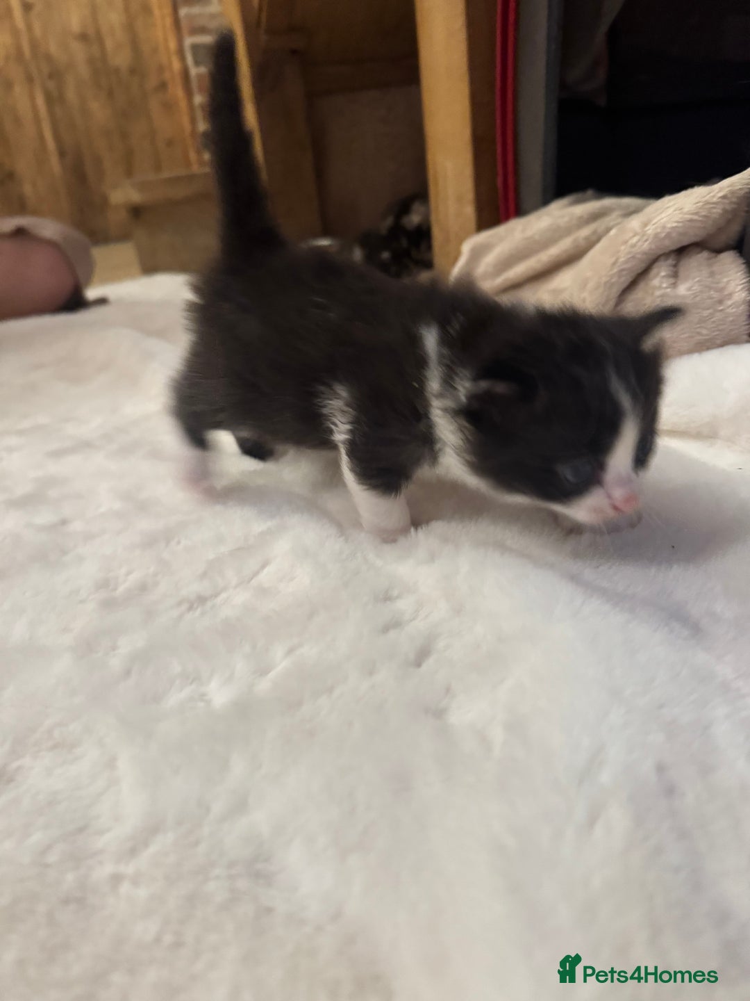 Ragdoll cats for sale: Half ragdoll stunningly marked kittens  - Image 20