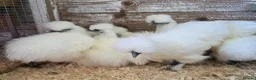 Chickens poultry for sale: White silkie bantam pullets 15 weeks in Wirral - Advert 2