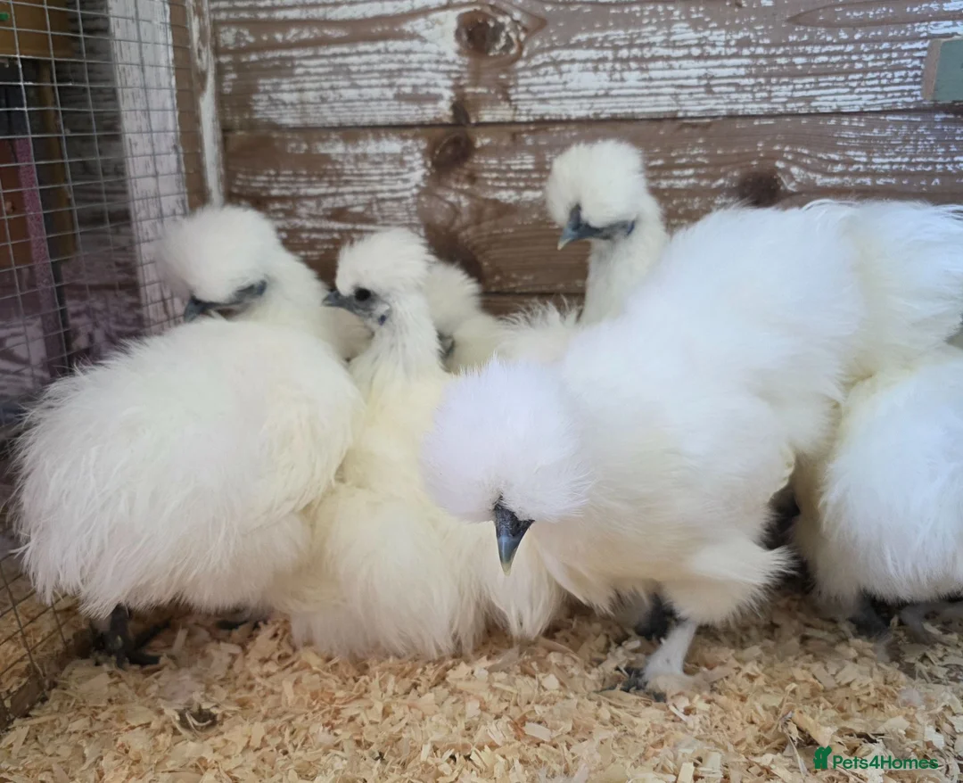 Chickens poultry for sale: White silkie bantam pullets 15 weeks in Wirral - Advert 2