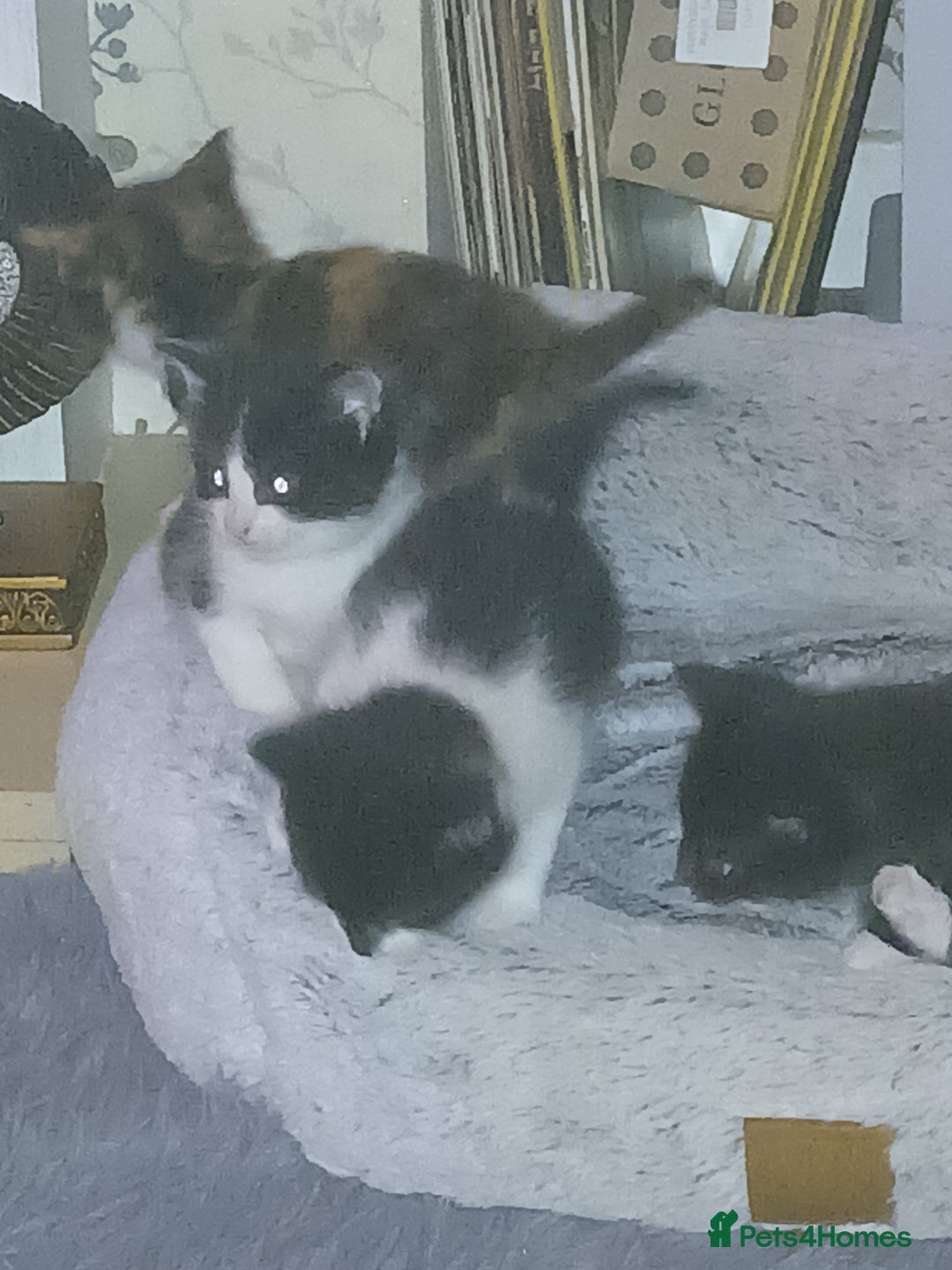 Mixed Breed cats for sale: 2 boys  - Advert 4