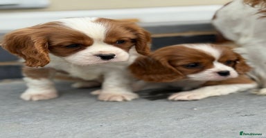 Cavalier King Charles Spaniel dogs - Advert 5