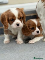 Cavalier King Charles Spaniel dogs - Advert 2