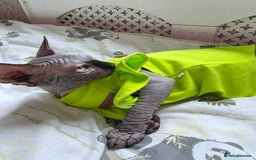 Sphynx cats for sale: Adorable Sphynx kittens💝🐈‍⬛🐈 - Image 27