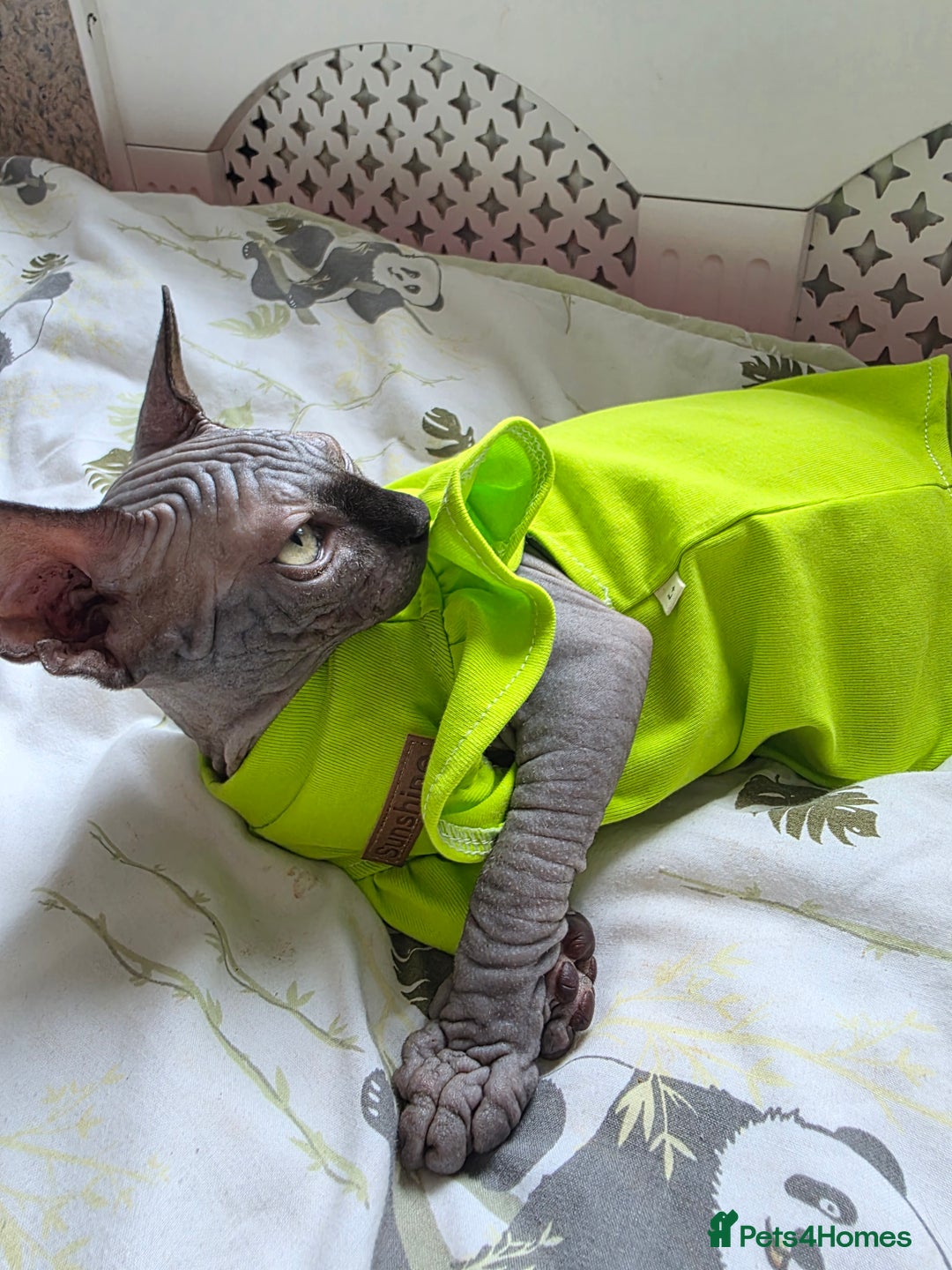 Sphynx cats for sale: Adorable Sphynx kittens💝🐈‍⬛🐈 - Image 27