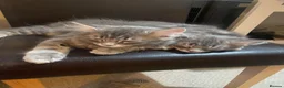 British Longhair cats for sale: Last 2 little boys  - Advert 8