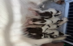English Springer Spaniel dogs for sale: Springer spaniel puppies for sale - Image 3