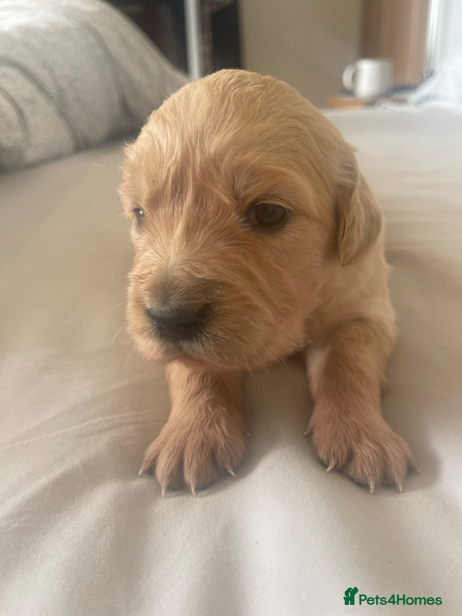 Golden Retriever dogs for sale: Beautiful, KC registered  Golden Retriever puppies - Advert 13