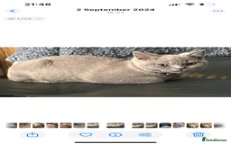 British Shorthair cats for sale: British shorthair - Image 2