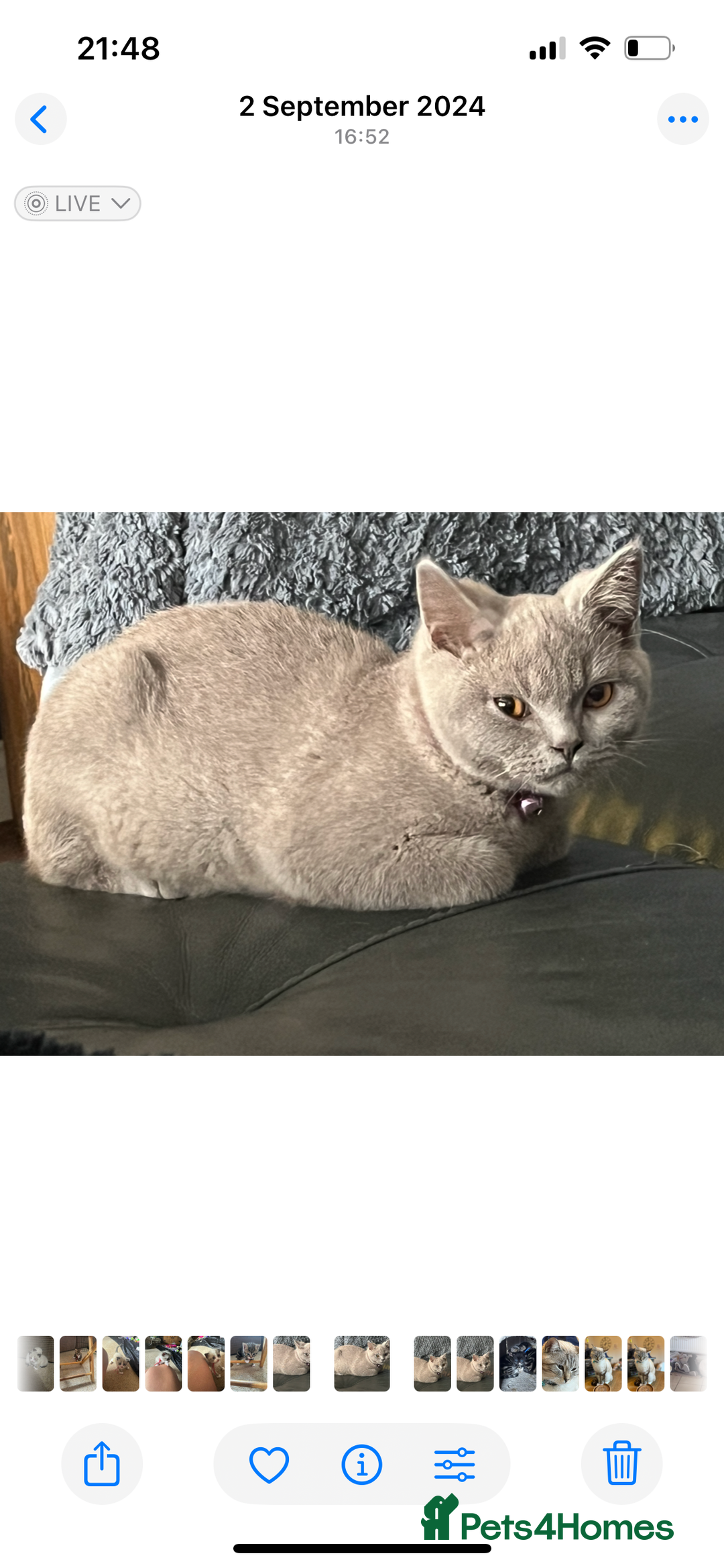 British Shorthair cats for sale: British shorthair - Image 2