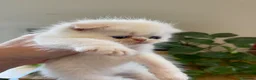 Scottish Fold cats for sale: Beautiful litter - Advert 4