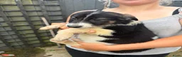 Mixed Breed dogs for sale: German shepherd pups  in Louth - Advert 8