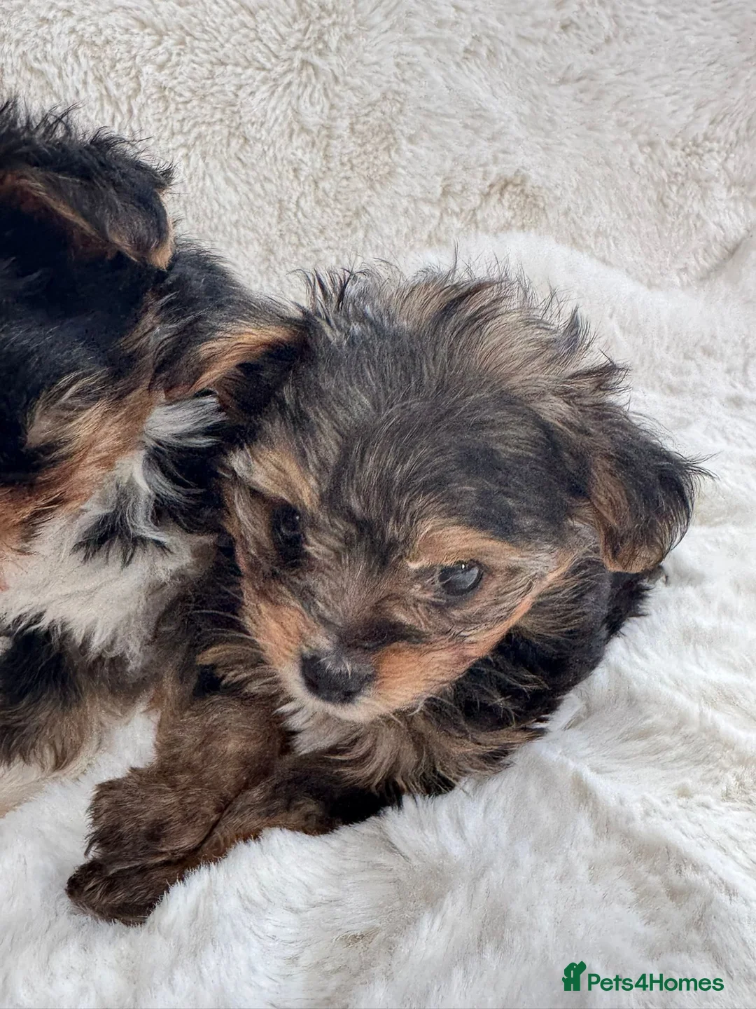 Biewer Terrier dogs for sale: 2 x biewer girls  - Advert 3