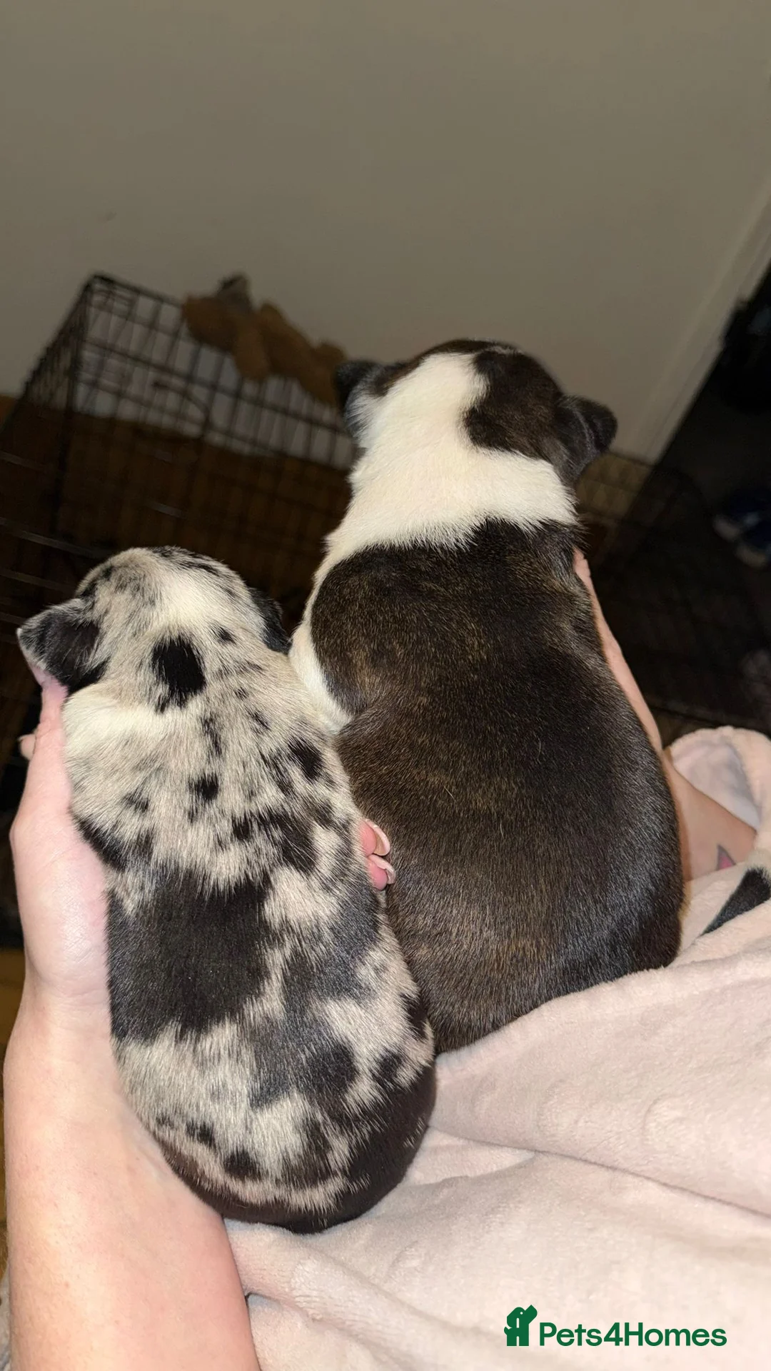 Mixed Breed dogs for sale: Beautiful American bully x staff pups.  - Advert 12