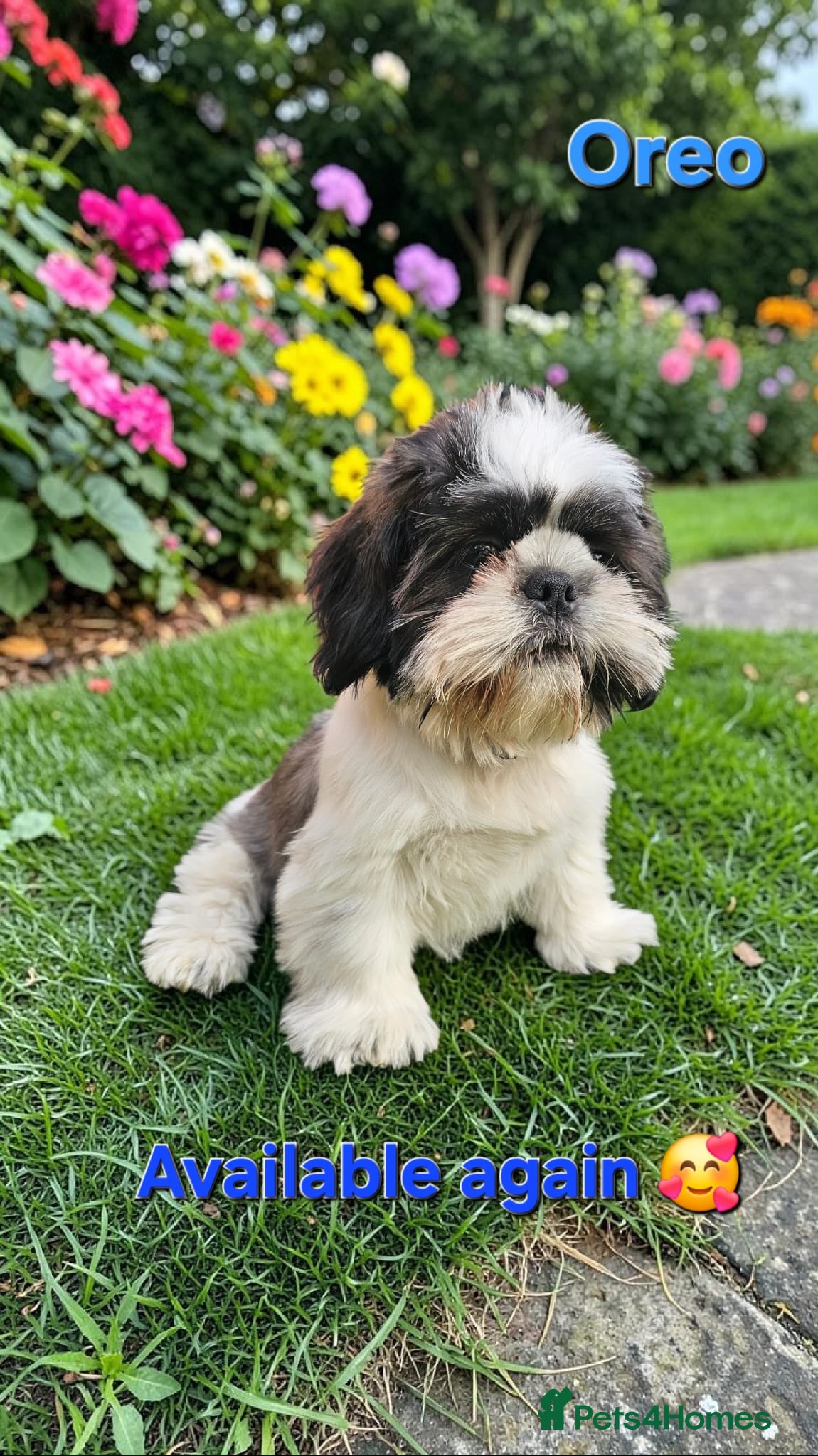 Shih Tzu dogs  💞 PURE STANDARD SHIH TZU 💕 - Advert 1