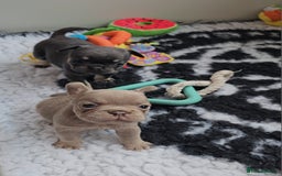 Frug dogs for sale: Beautiful Frug Babies 😍 - Image 12