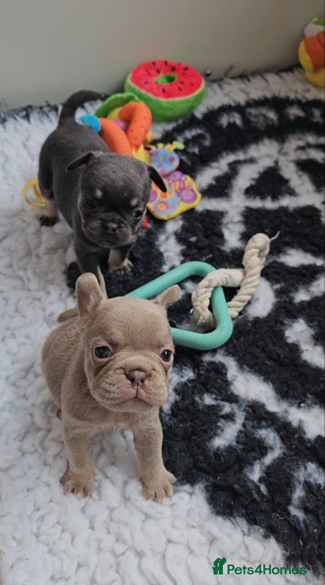 Frug dogs for sale: Beautiful Frug Babies 😍 - Image 12