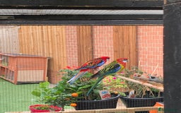 Parakeets birds for sale: Rosellas breeding pair  - Image 3