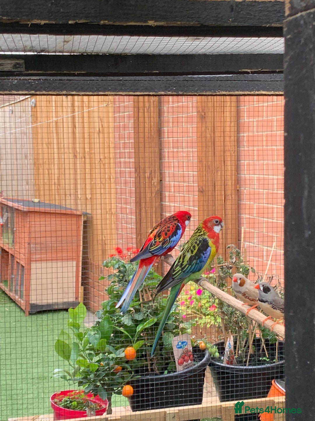 Parakeets birds for sale: Rosellas breeding pair  - Image 3