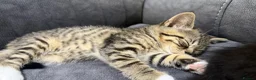 Mixed Breed cats for sale: 🐾 Beautiful Half British Shorthair Kittens 🐾 in Solihull - Advert 6