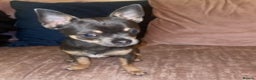 Chihuahua dogs for stud: small chihuahua stud only not for sale! proven  in King's Lynn - Advert 4