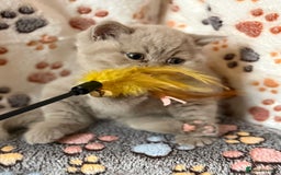 British Shorthair cats for sale: Champion Line British Shorthair Kittens - Image 2