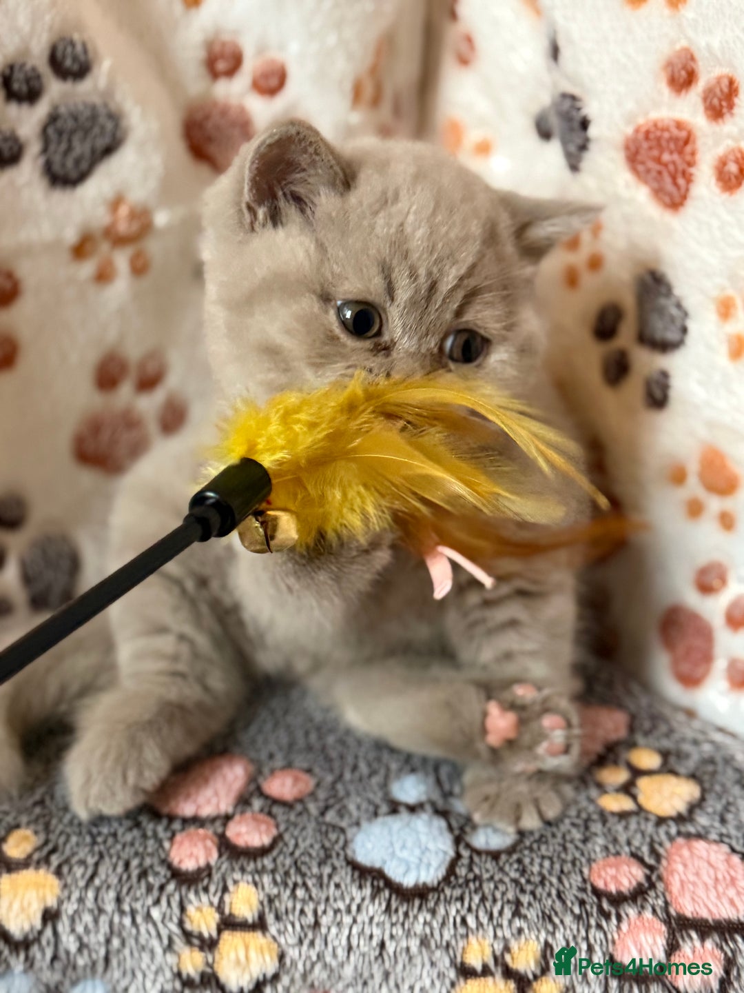 British Shorthair cats for sale: Champion Line British Shorthair Kittens - Image 2