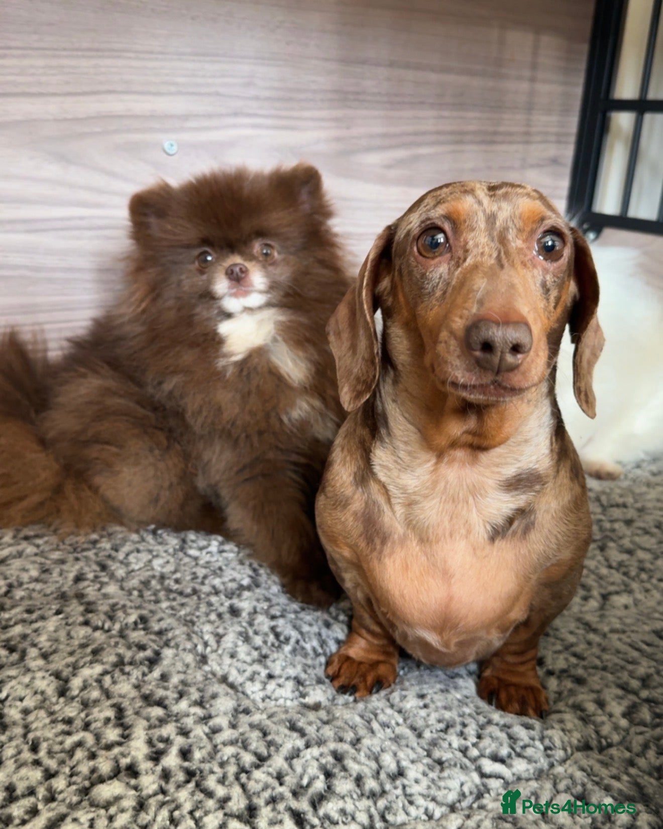 Miniature Dachshund dogs ONLY CHOCO DAPPLE AND TAN ADULT GIRL LEFT 🩷🩷 - Advert 16